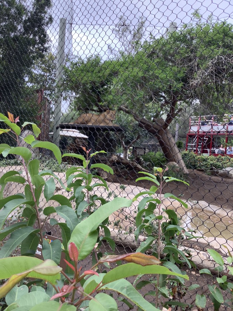 African Lion 10/7/21