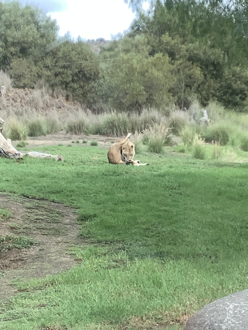 African Lion 10/9/21