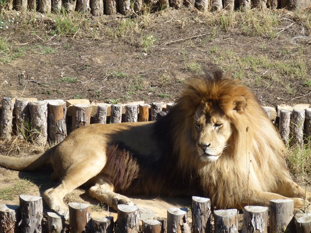 African lion 15.9.13