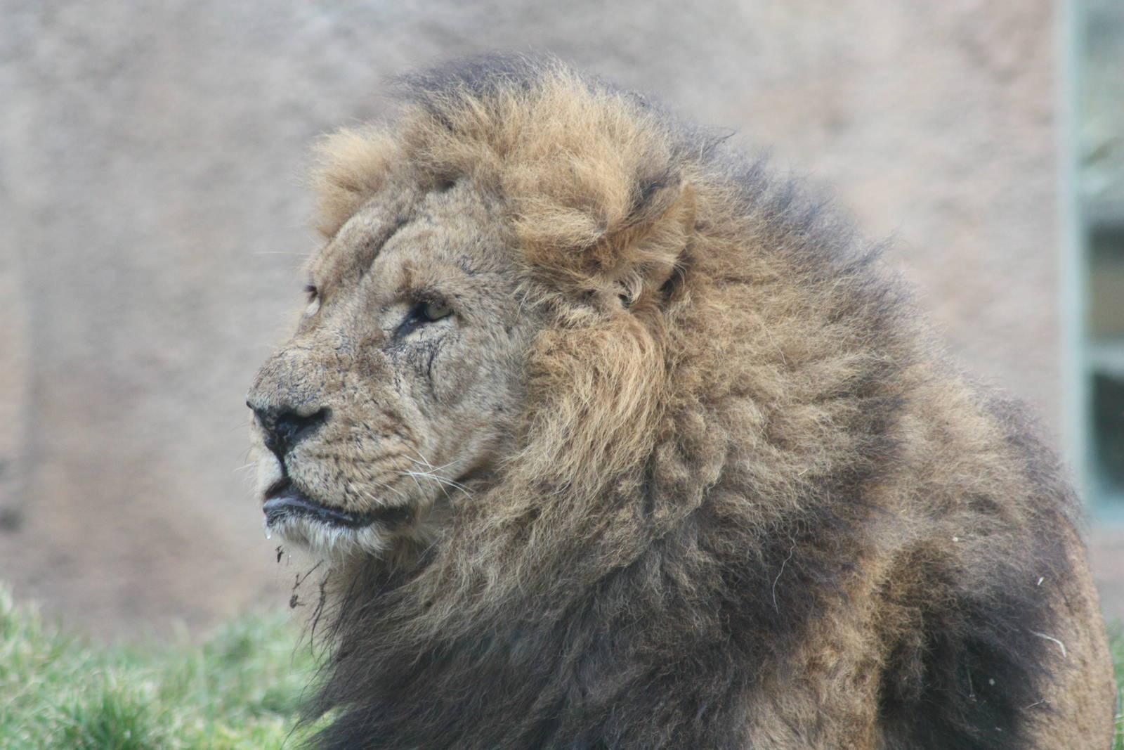 African Lion, 18th February 2015