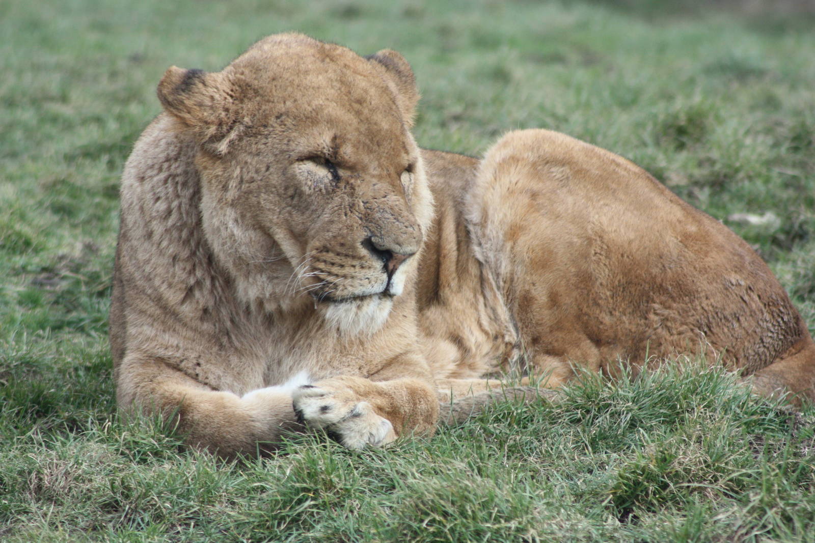 African Lion, 18th February 2015