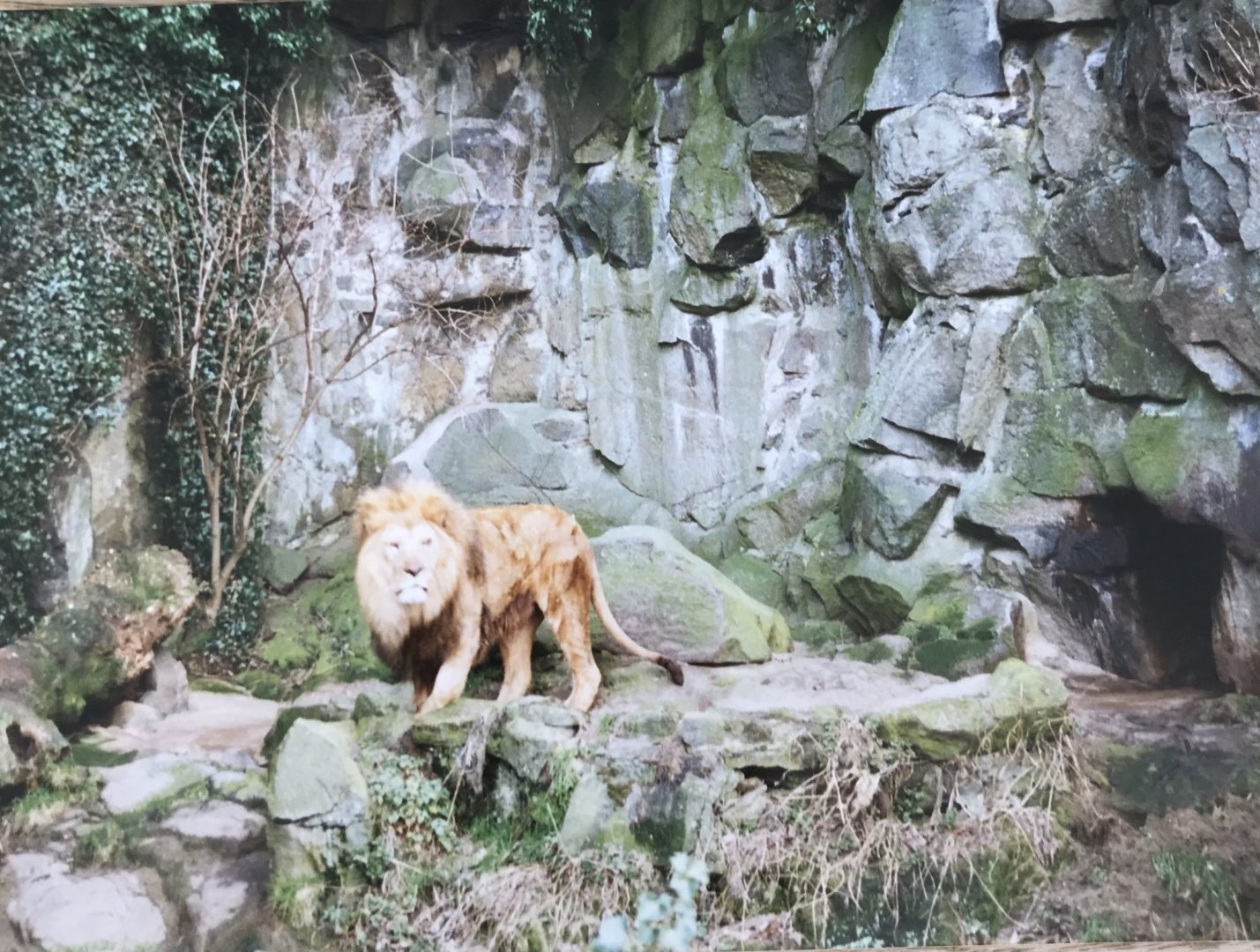 African lion 1990s