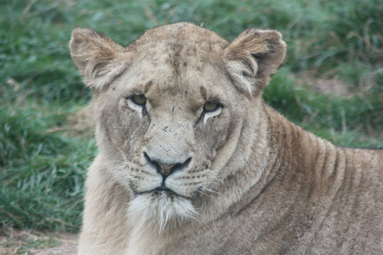 African Lion, 1st September 2014