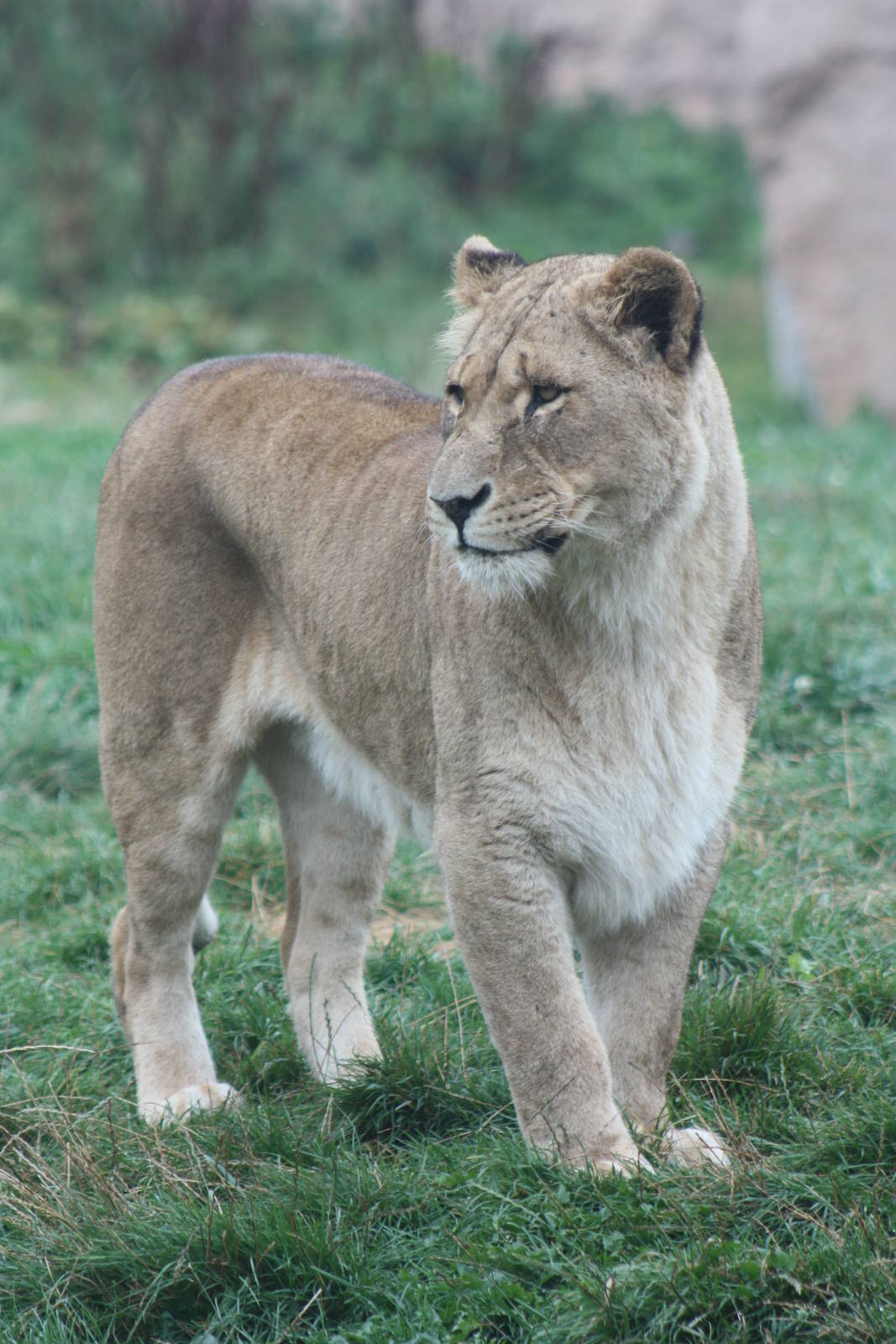 African Lion, 1st September 2014
