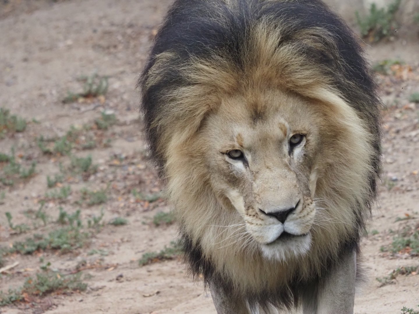 African Lion 2