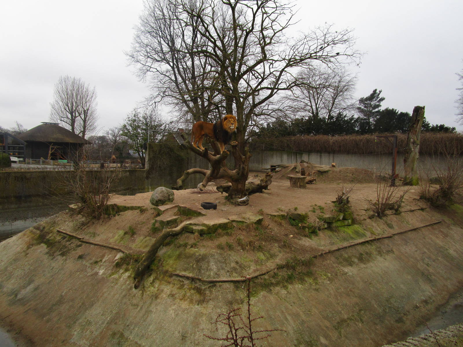 African Lion - 20/03/15