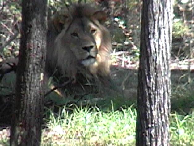 African Lion (2004)