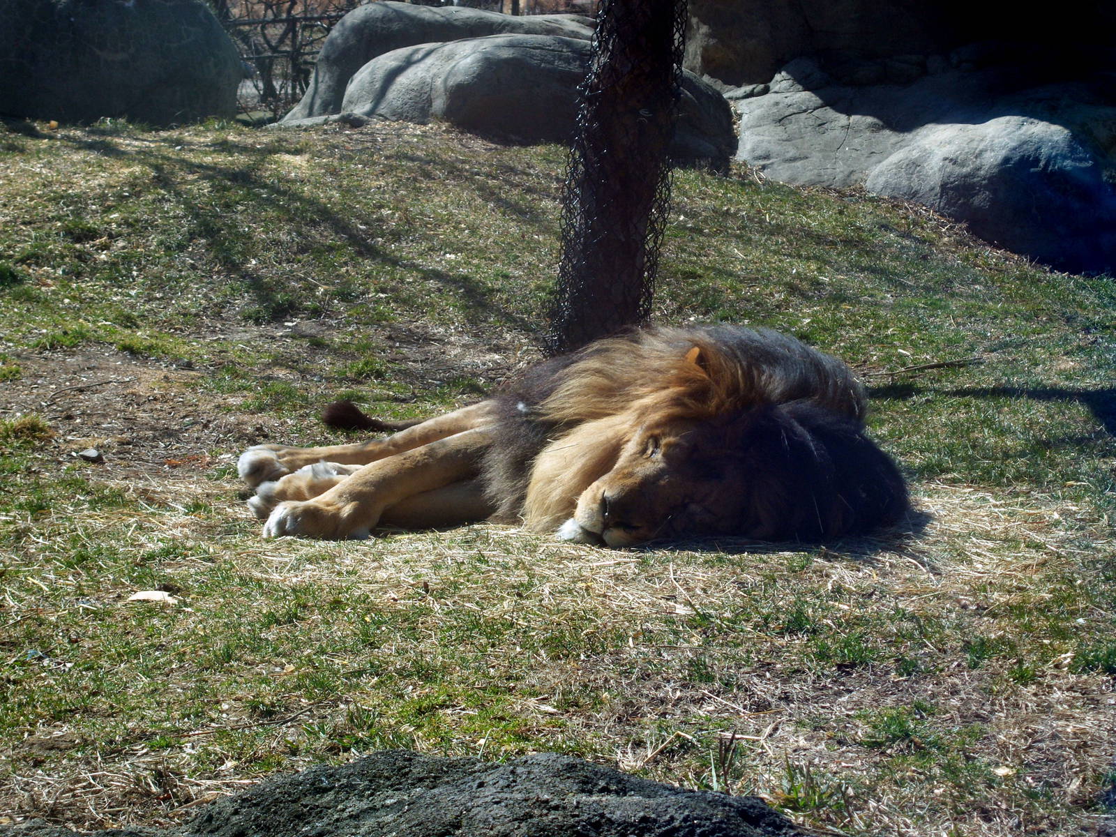 African Lion - 2009