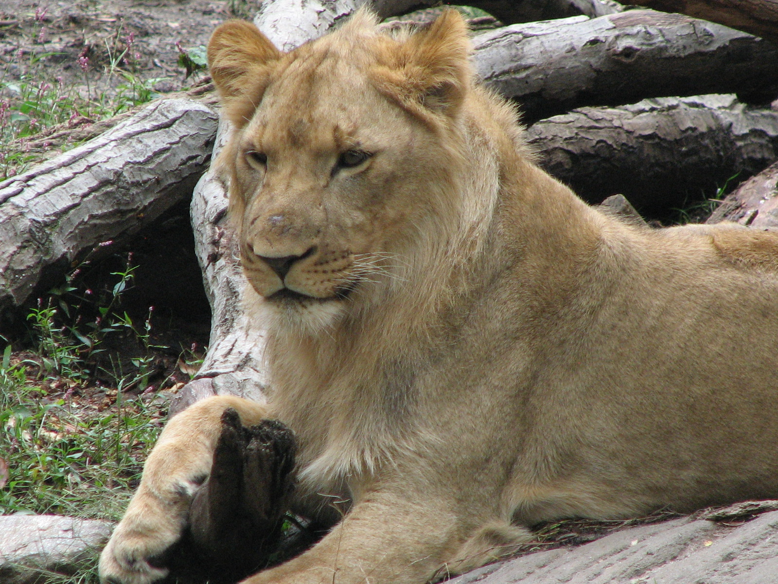African Lion 2011