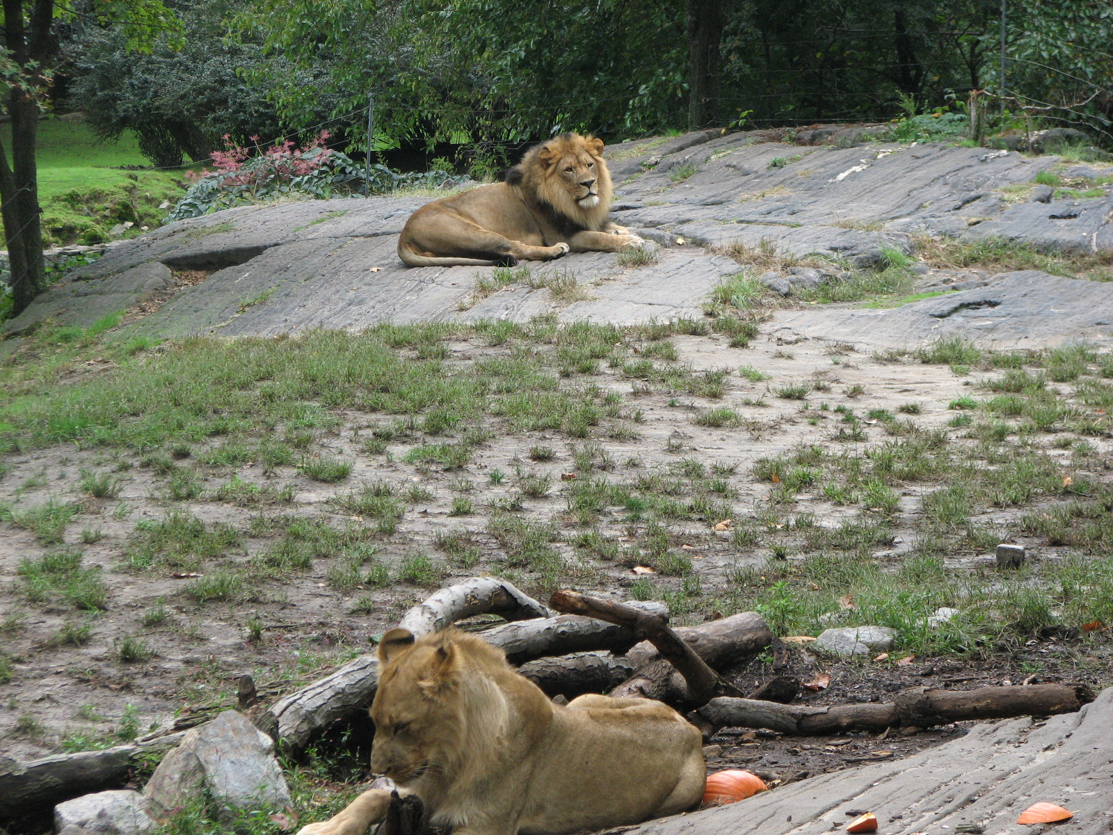 African Lion 2011