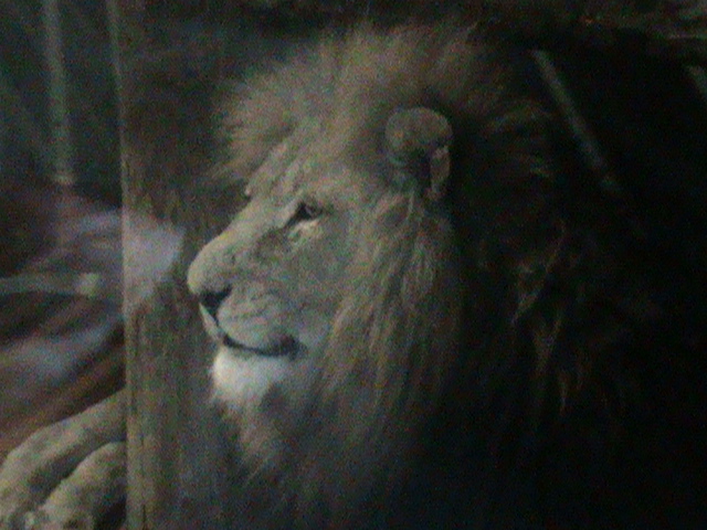 African lion 211010