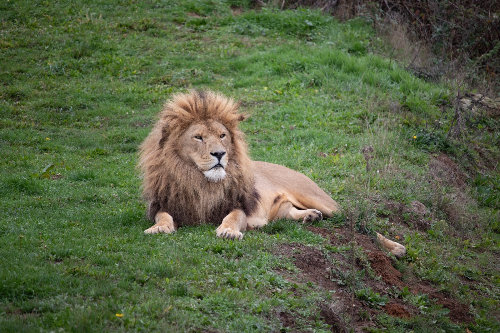 African Lion 25/7/23