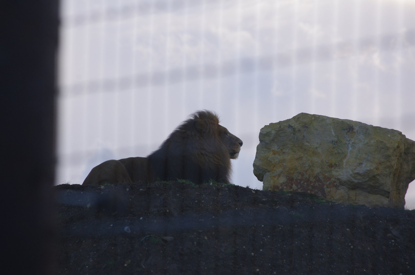 African Lion- 27/10/2023