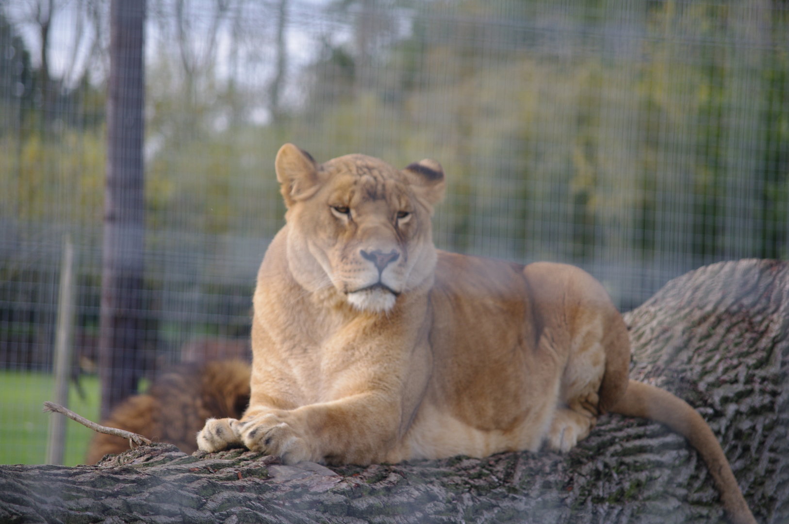 African Lion- 27/10/2023