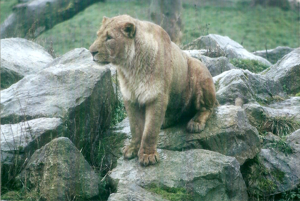 African Lion 27th December 2012