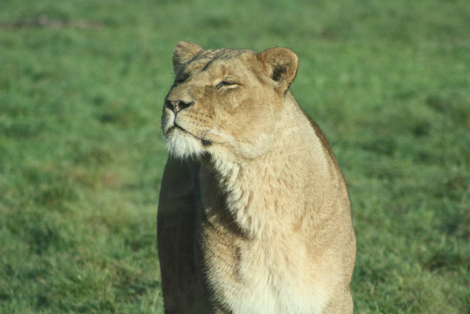 African Lion, 27th December 2014