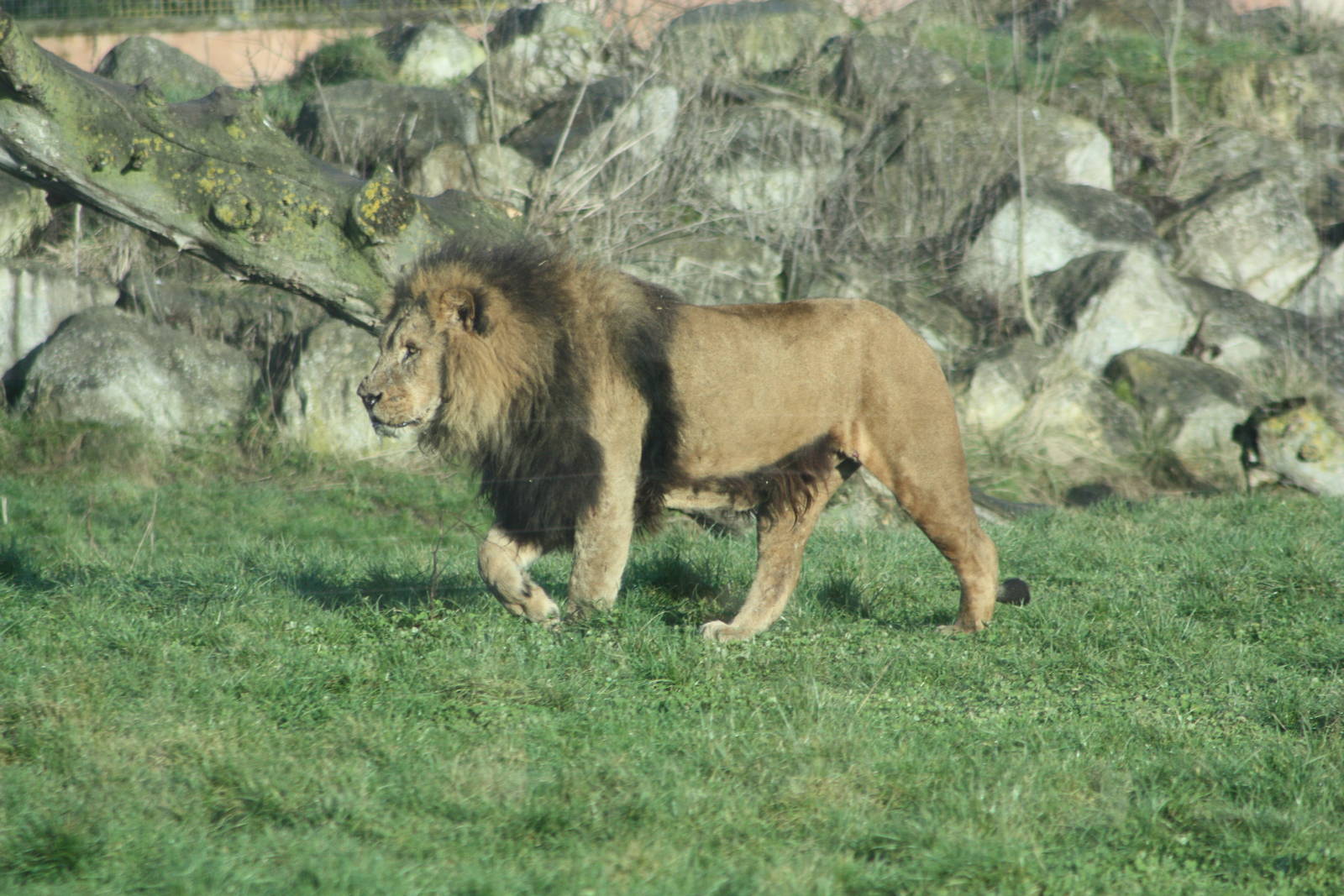 African Lion, 27th December 2014
