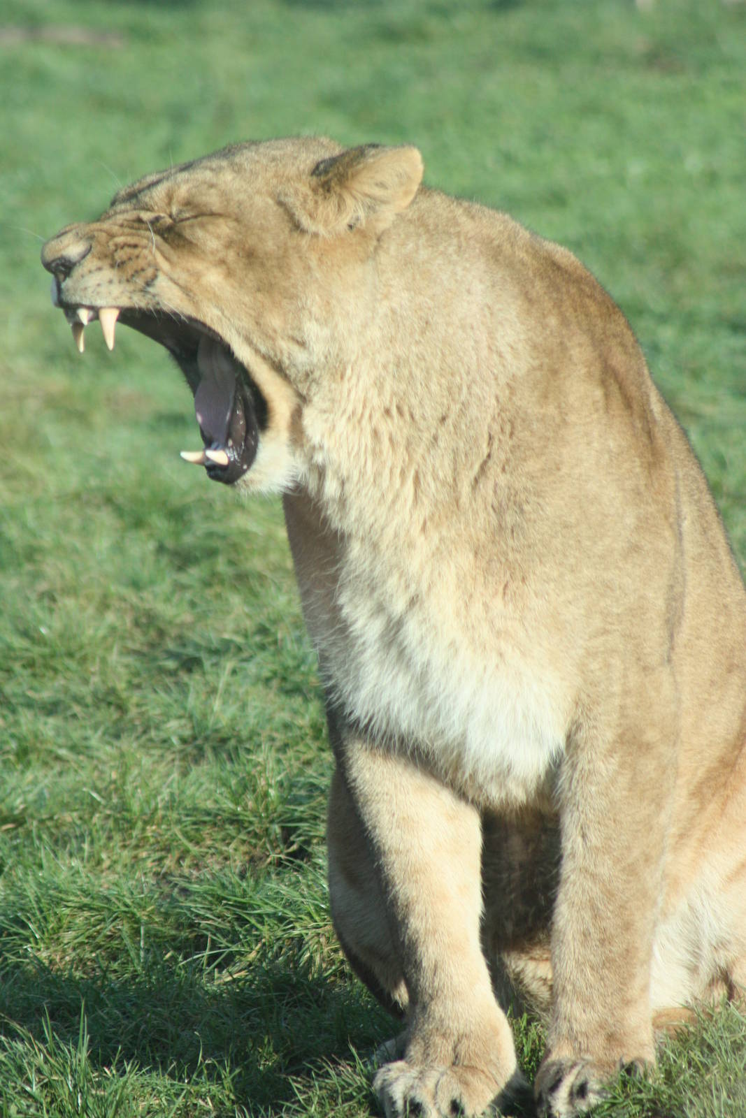 African Lion, 27th December 2014