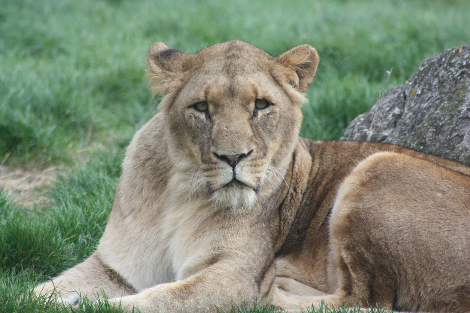 African Lion, 27th October 2014