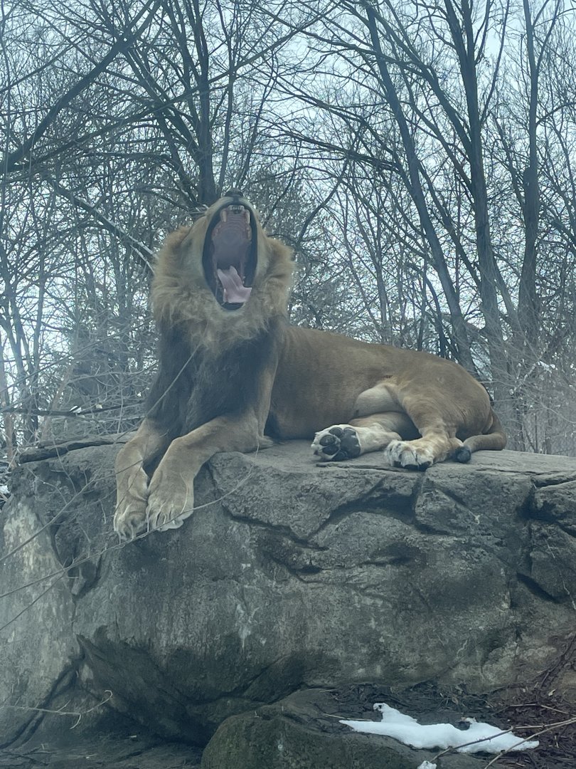 African Lion (3/12/23)