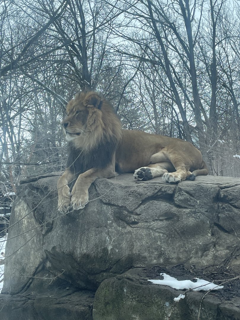 African Lion (3/12/23)