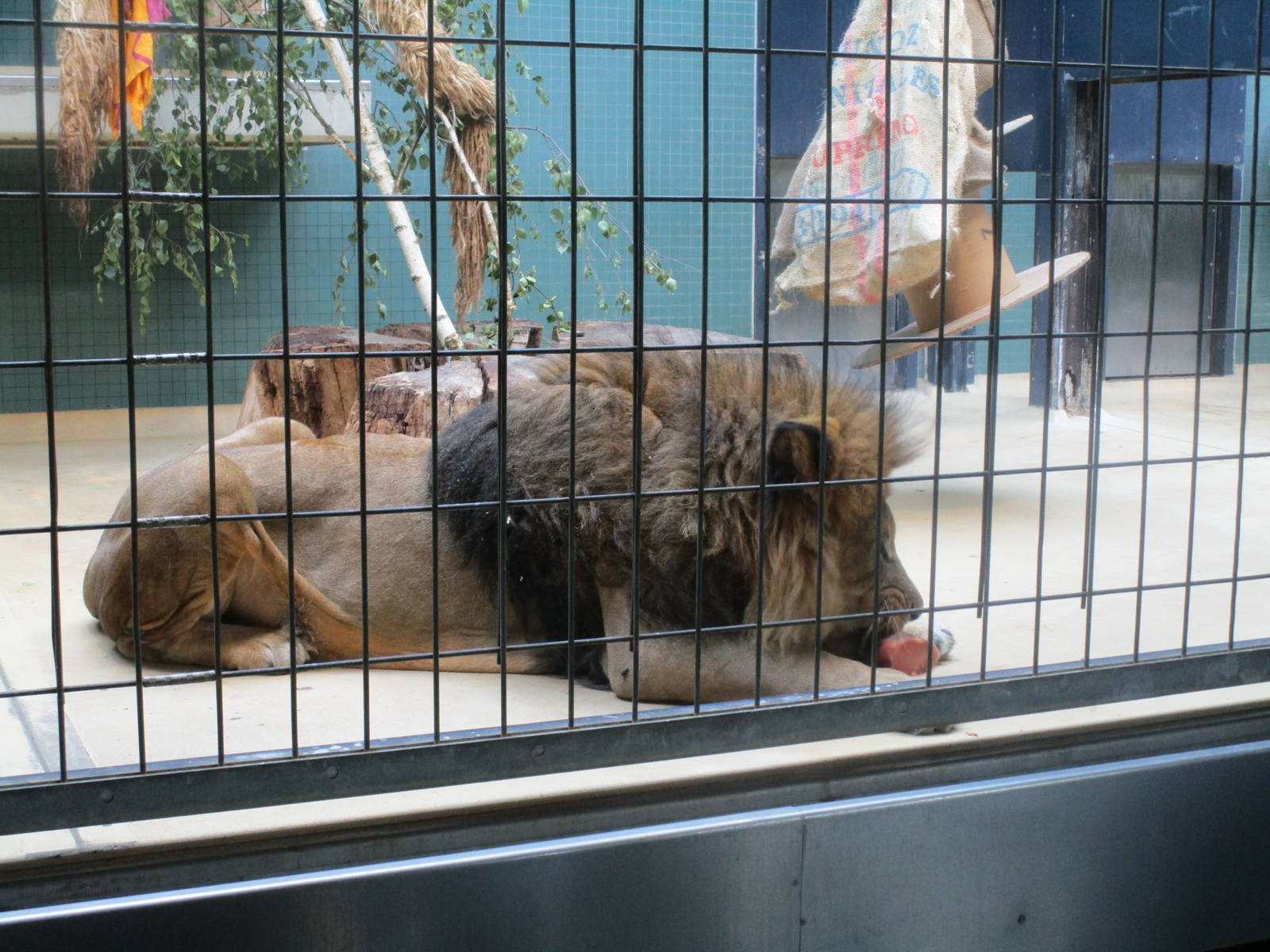 African Lion - 3/7/15