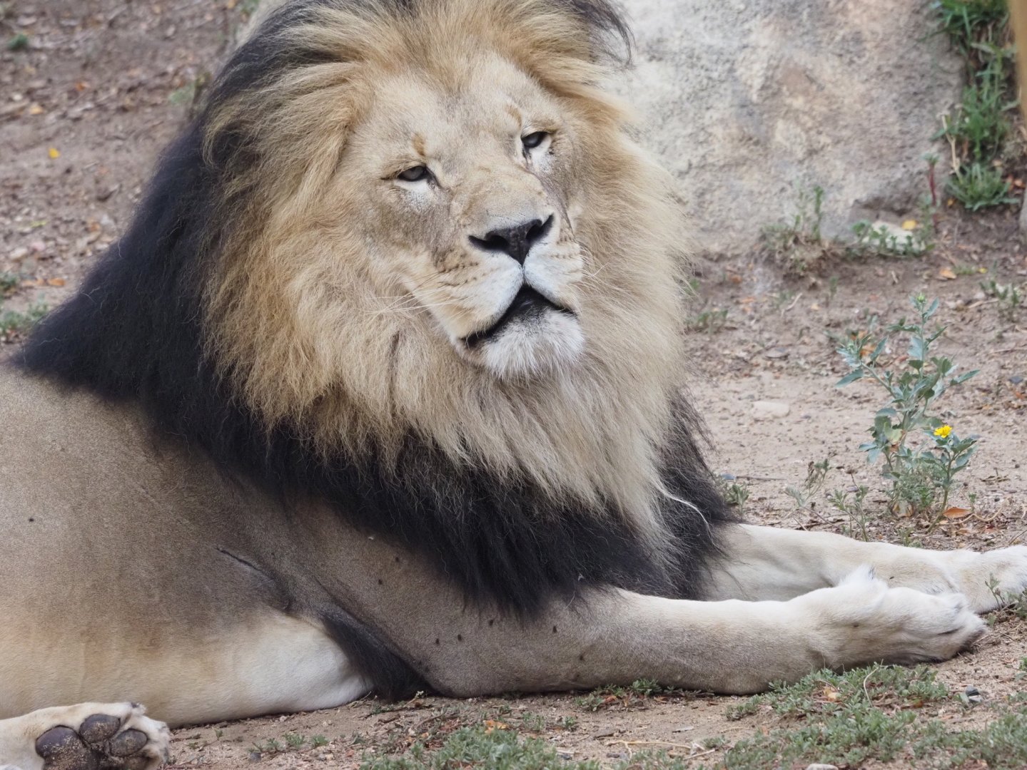 African Lion 3