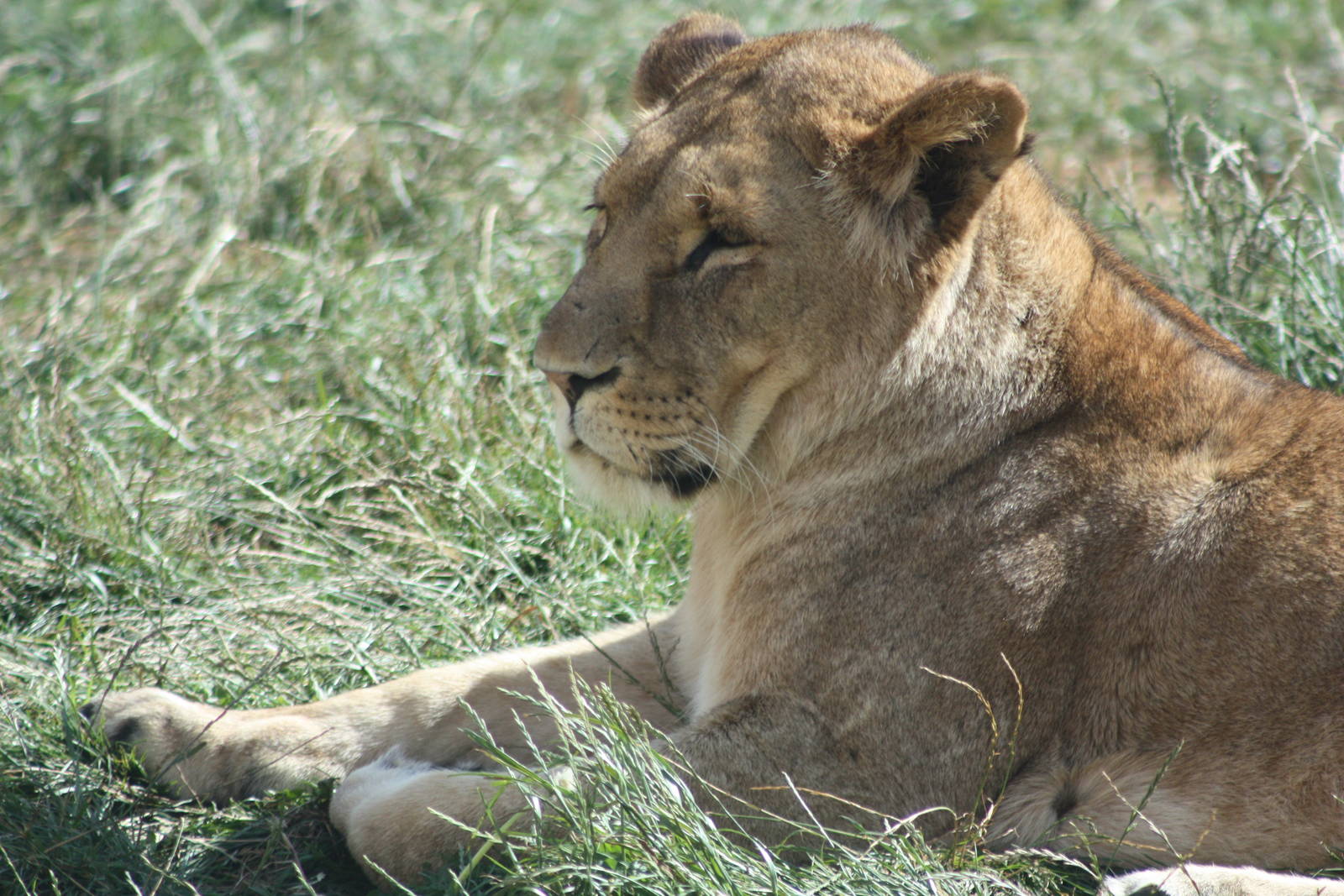 African Lion, 4th August 2014