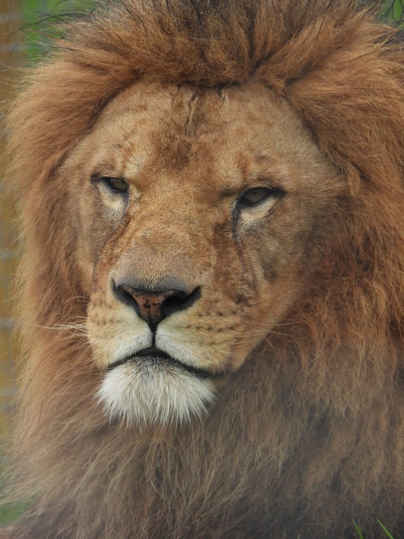 African Lion- 4th November 2023