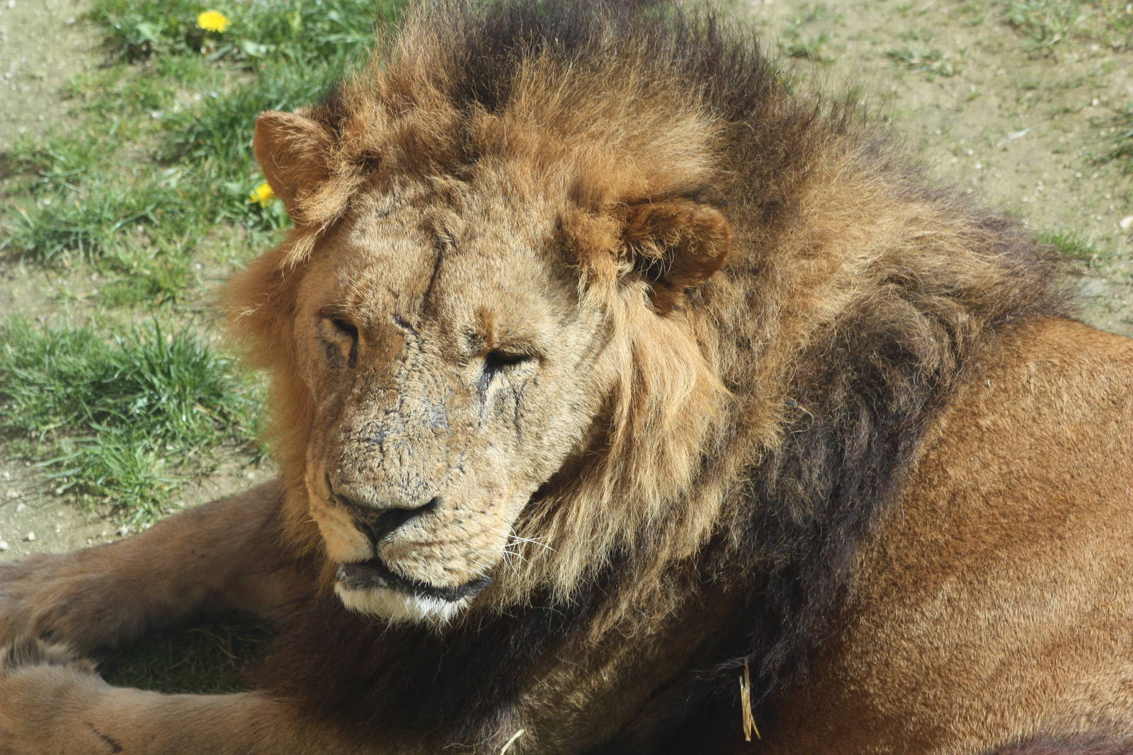 African Lion, 6th May 2014