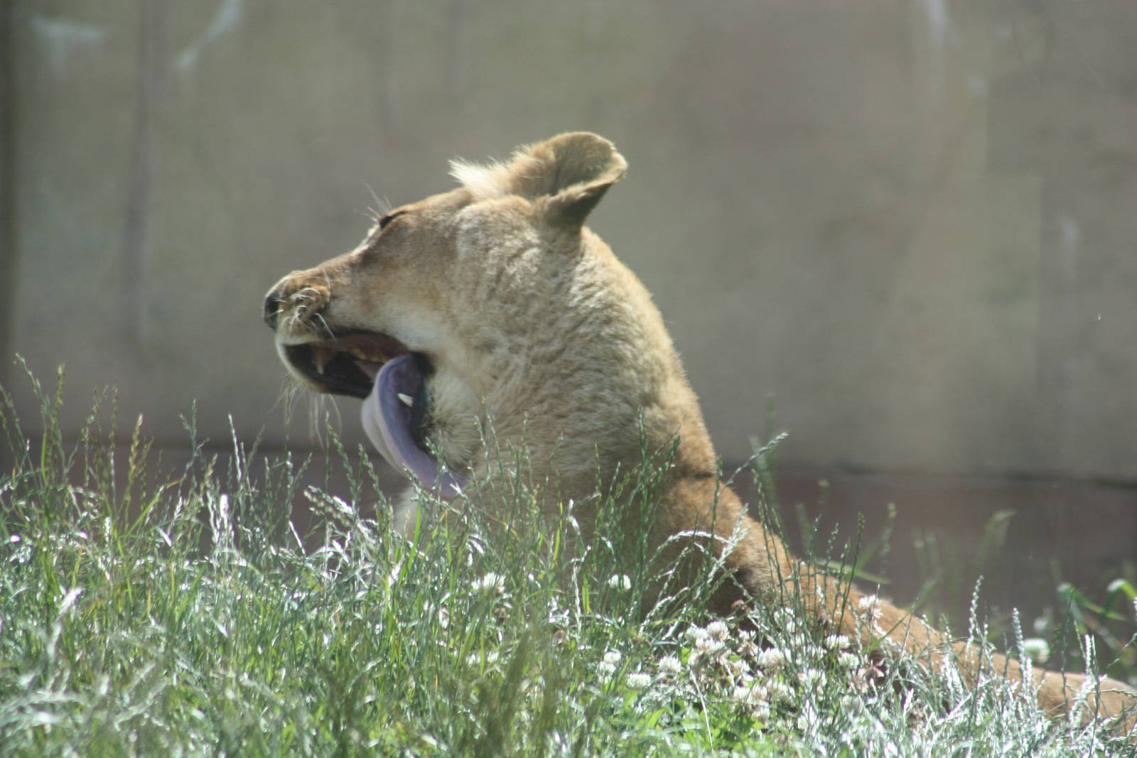African Lion, 7th July 2014