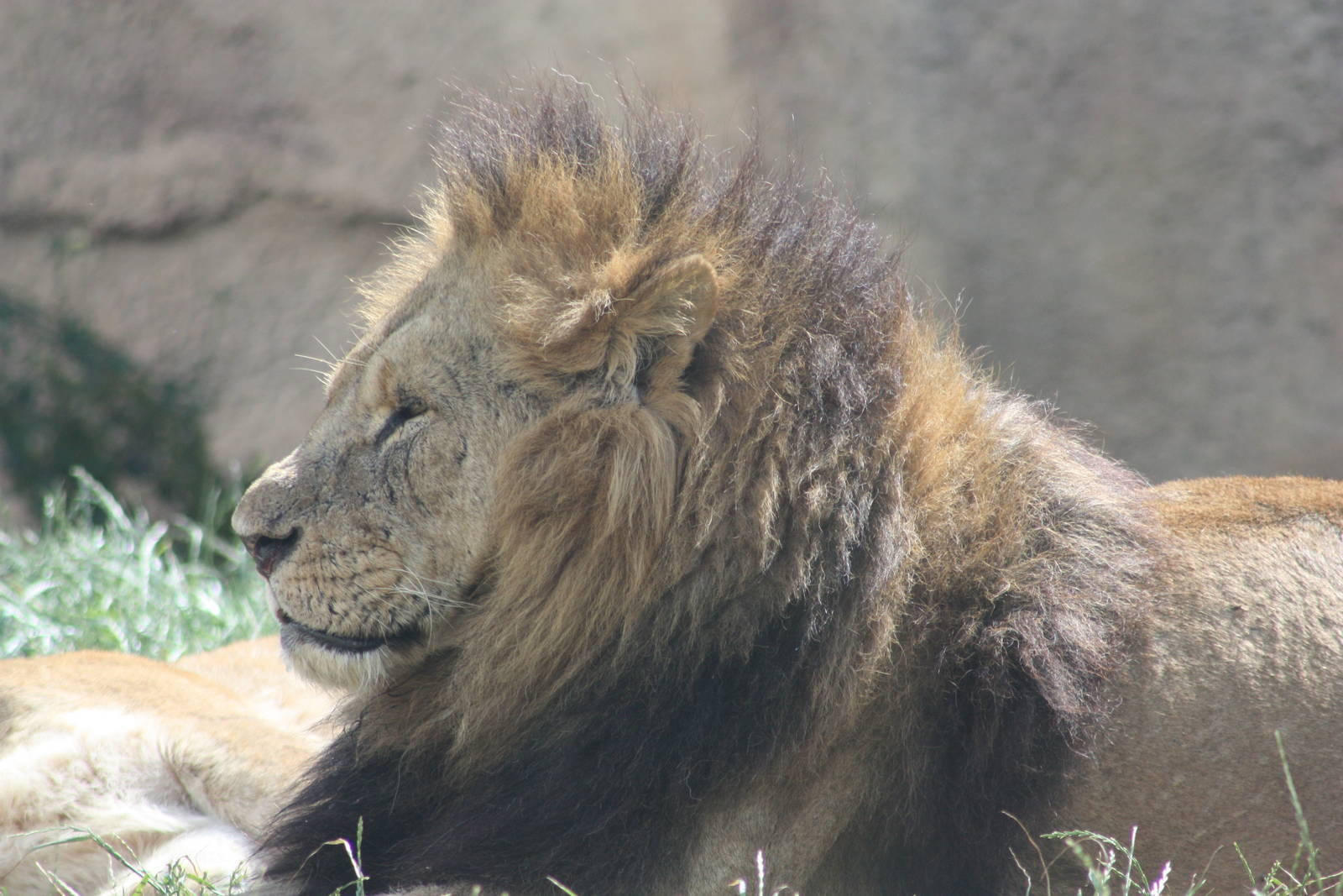 African Lion, 7th July 2014