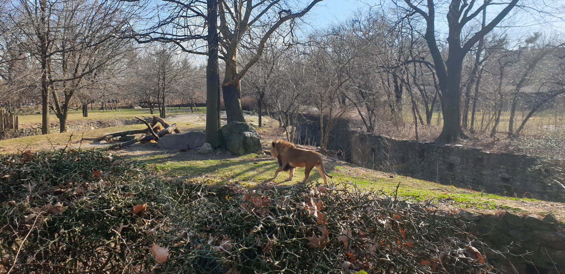 African lion, African plains