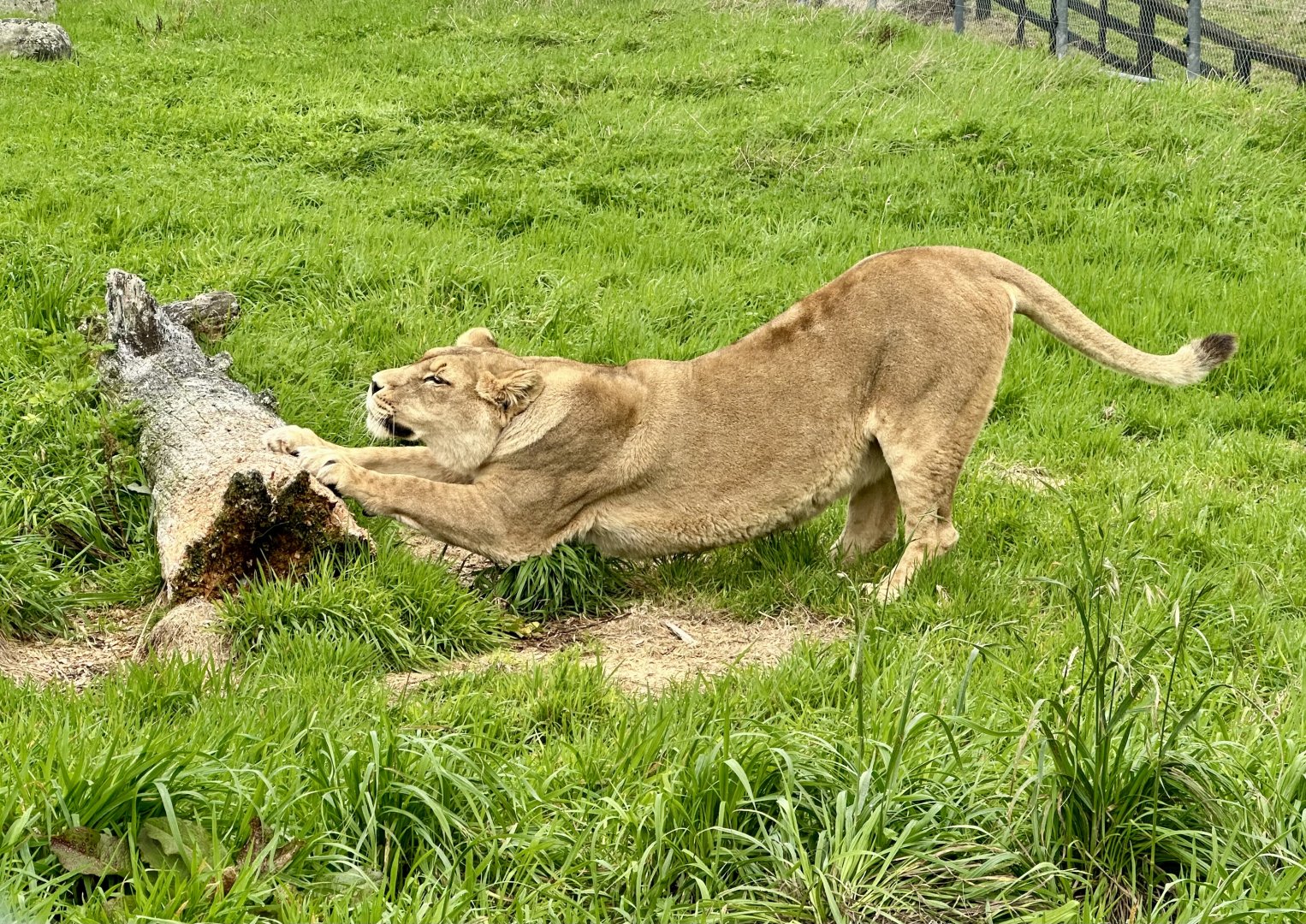 African Lion (Aleekah)