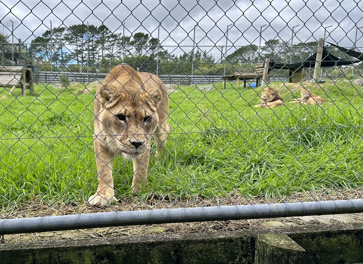 African Lion (Aleekah)