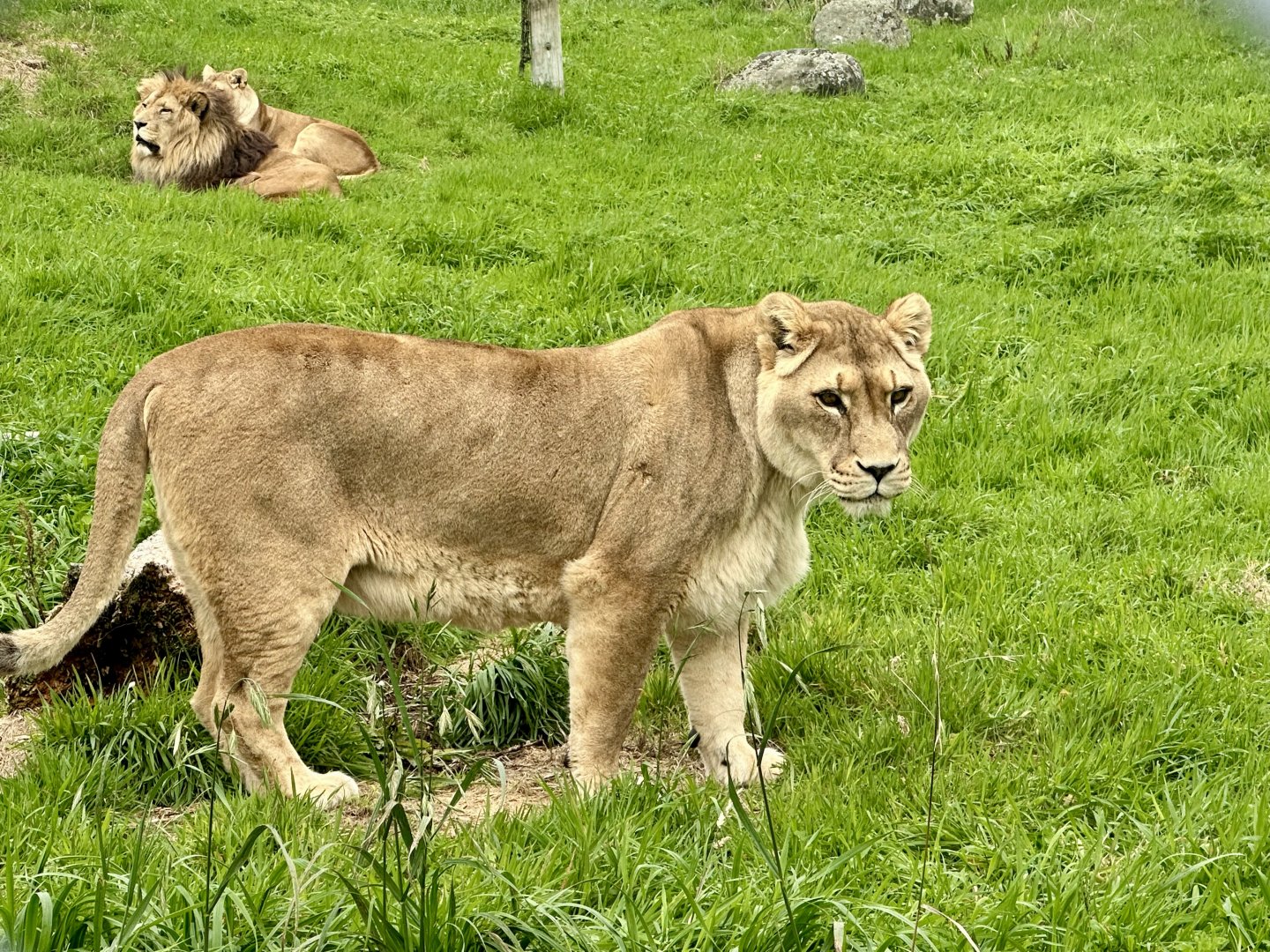 African Lion (Aleekah)