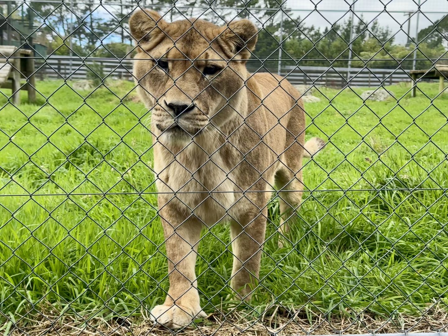 African Lion (Aleekah)