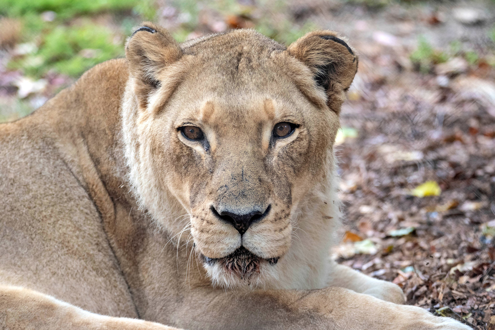 African lion 'Amani'