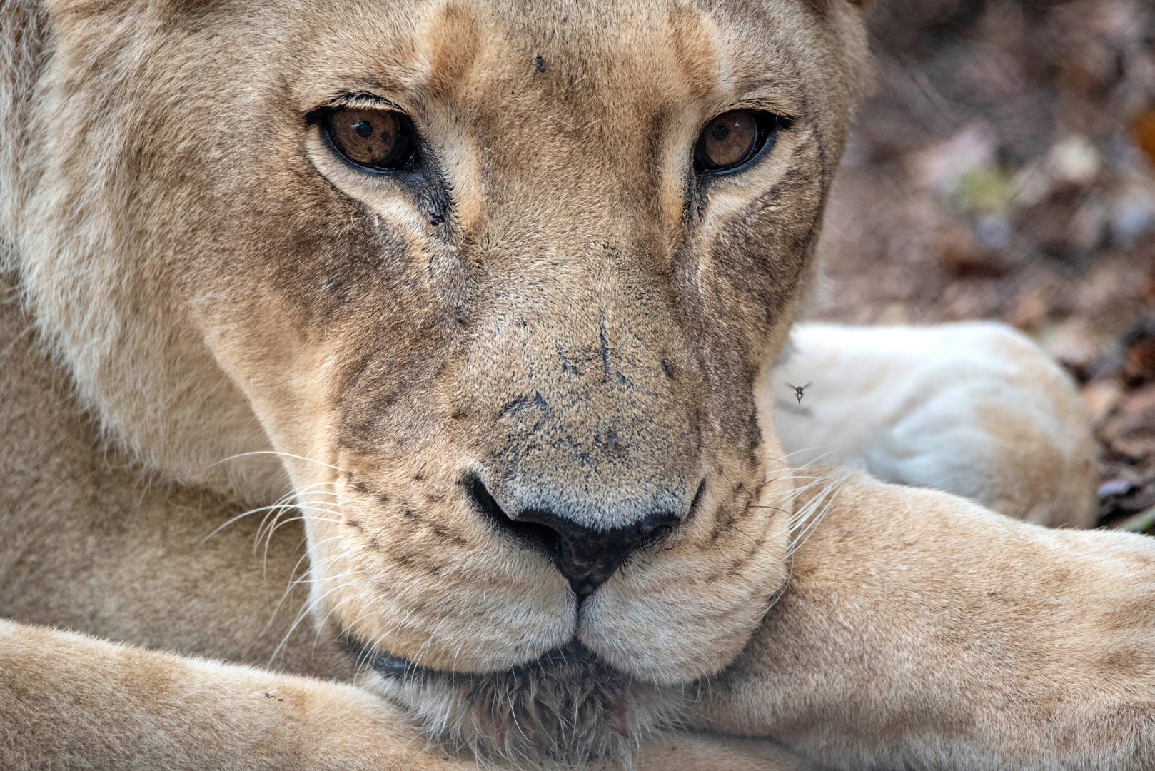 African lion 'Amani'