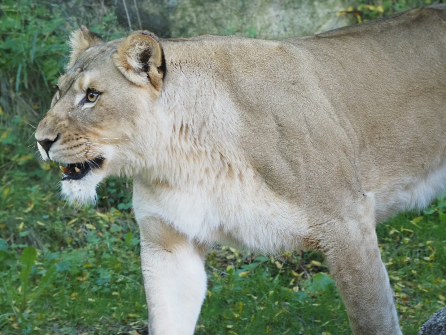 African Lion "Amara"