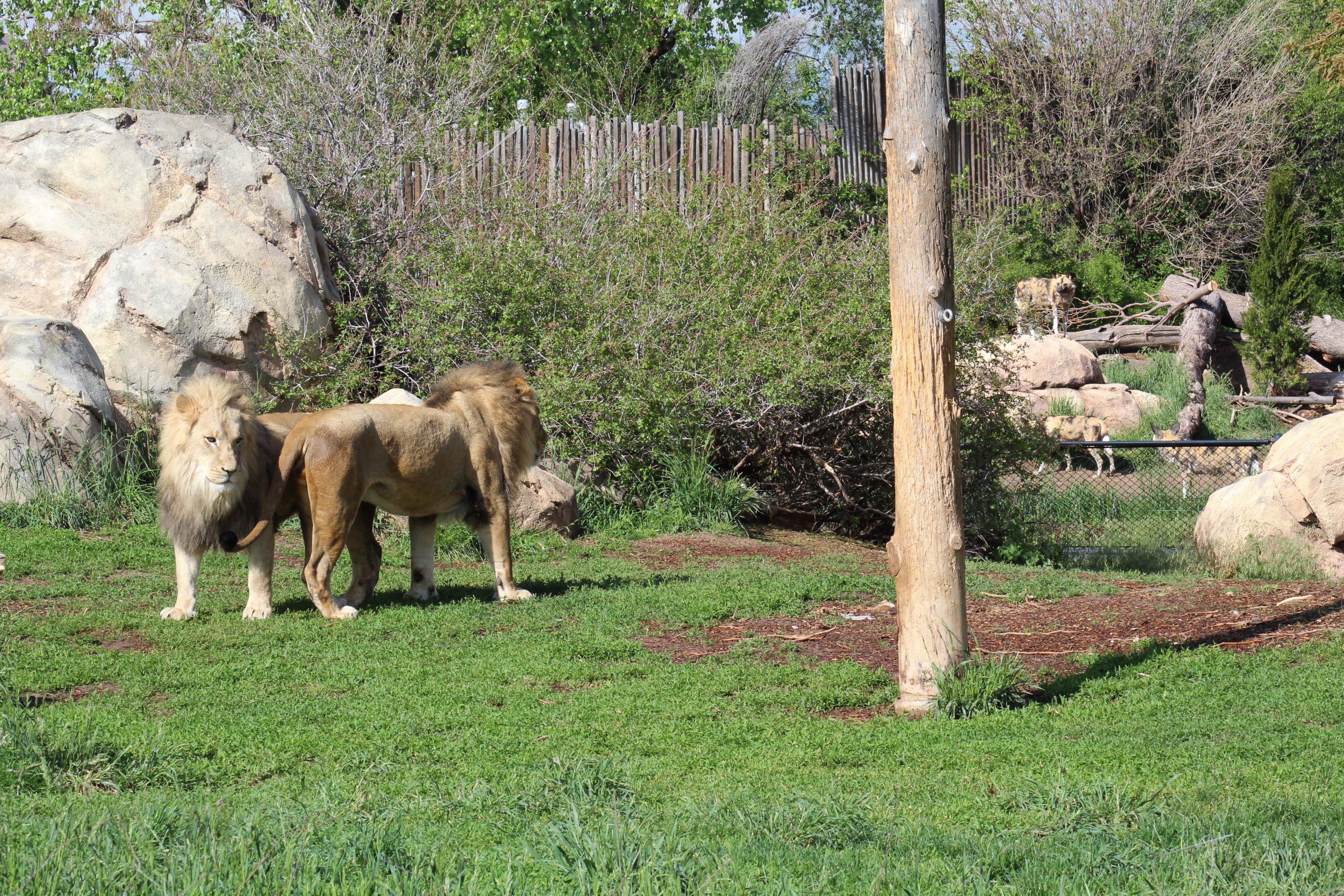 African lion and African painted dog exhibits