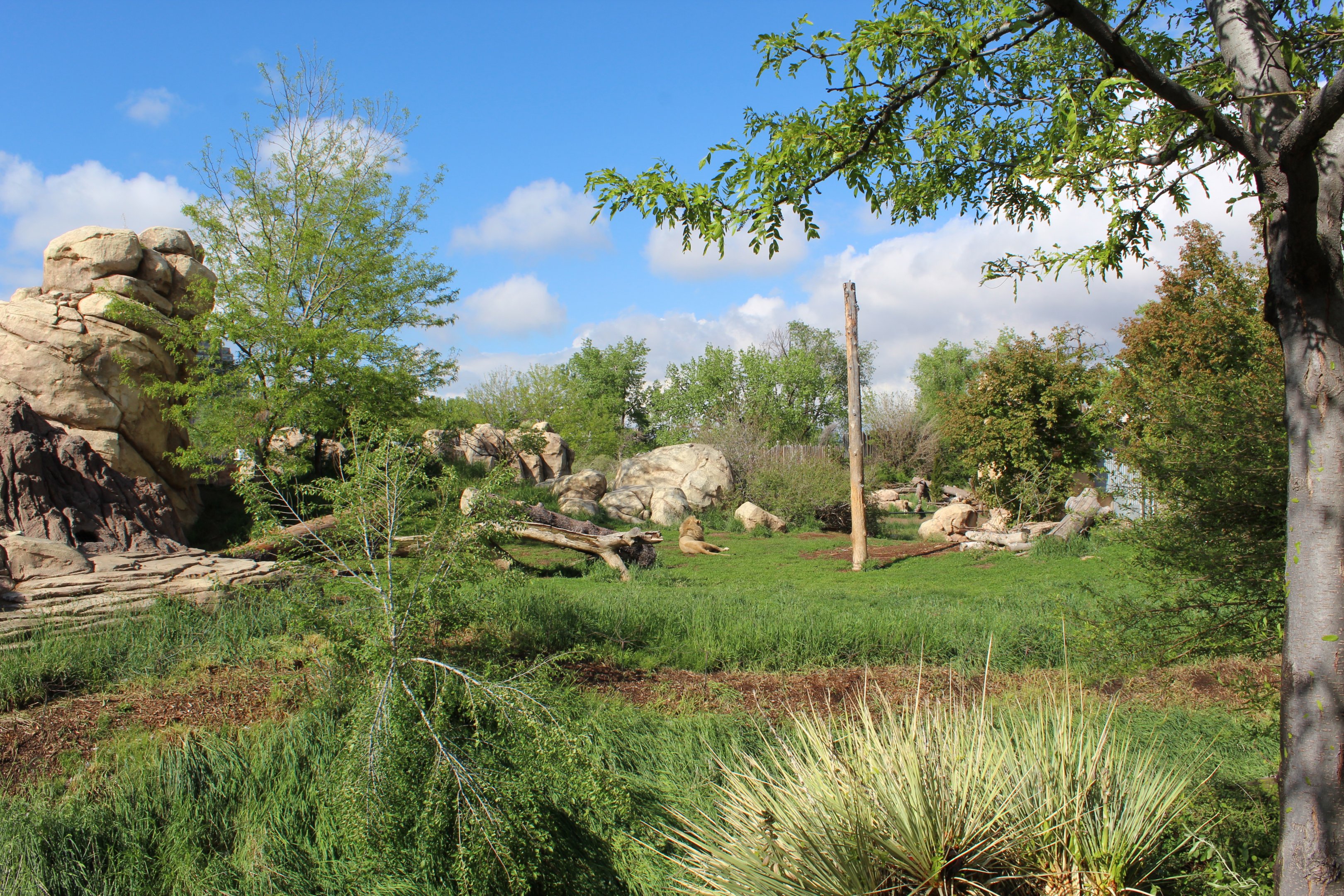 African lion and African painted dog exhibits
