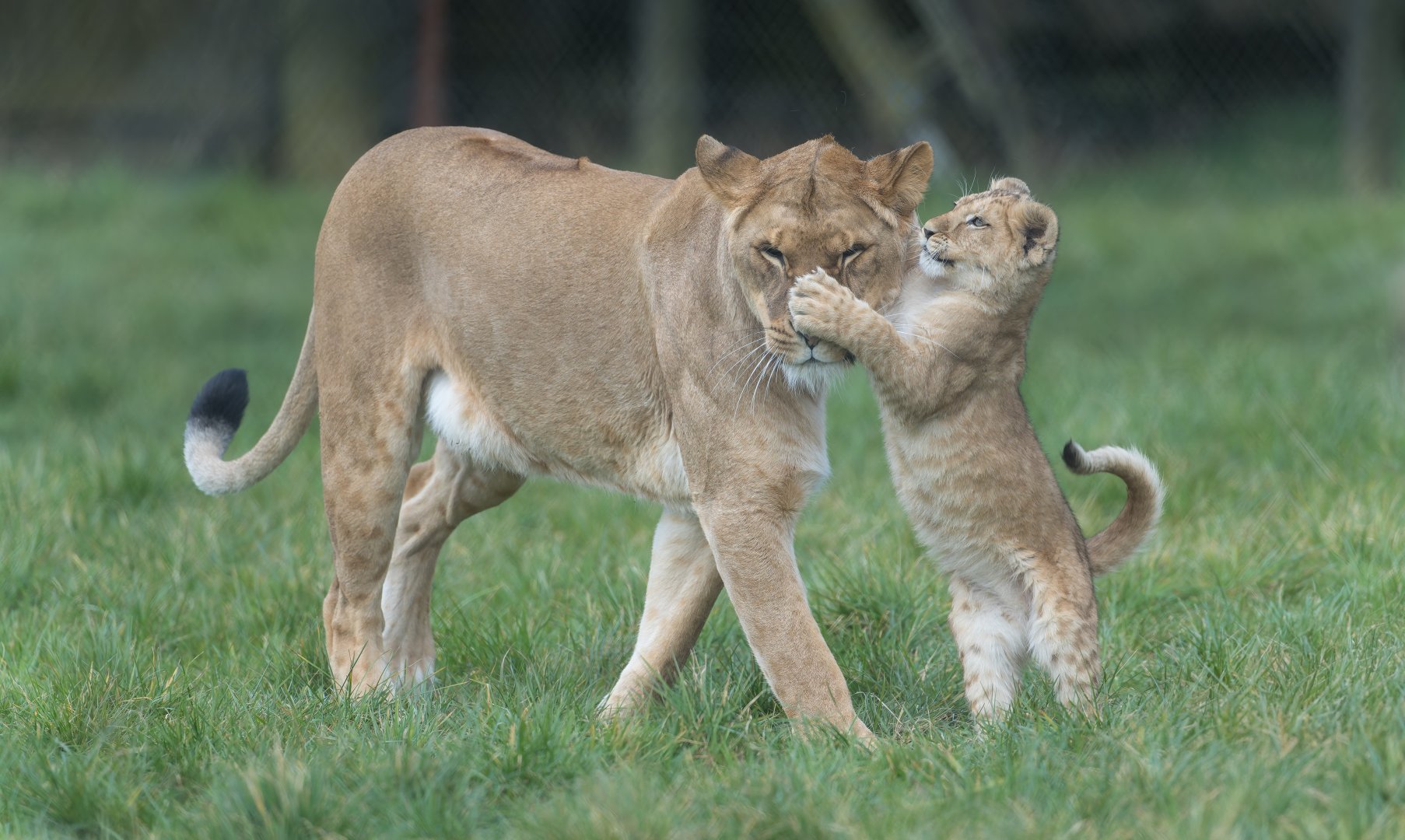 African lion and cub , ZSL Whipsnade, UK