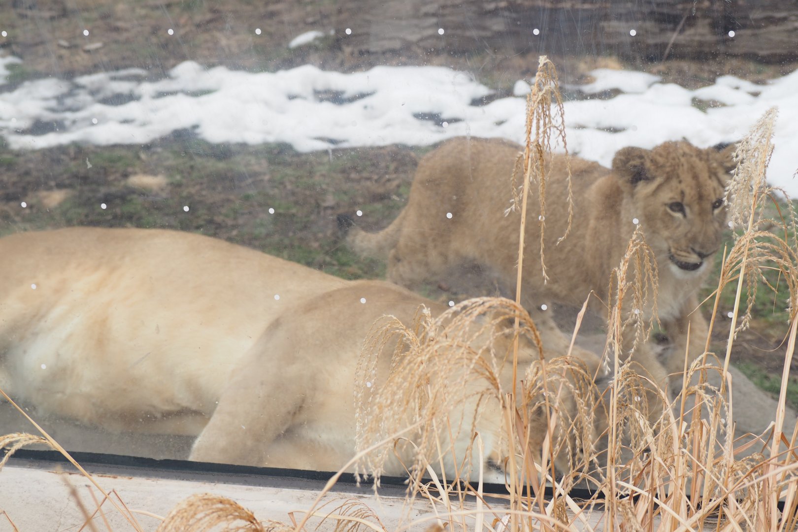 African Lion and Cub