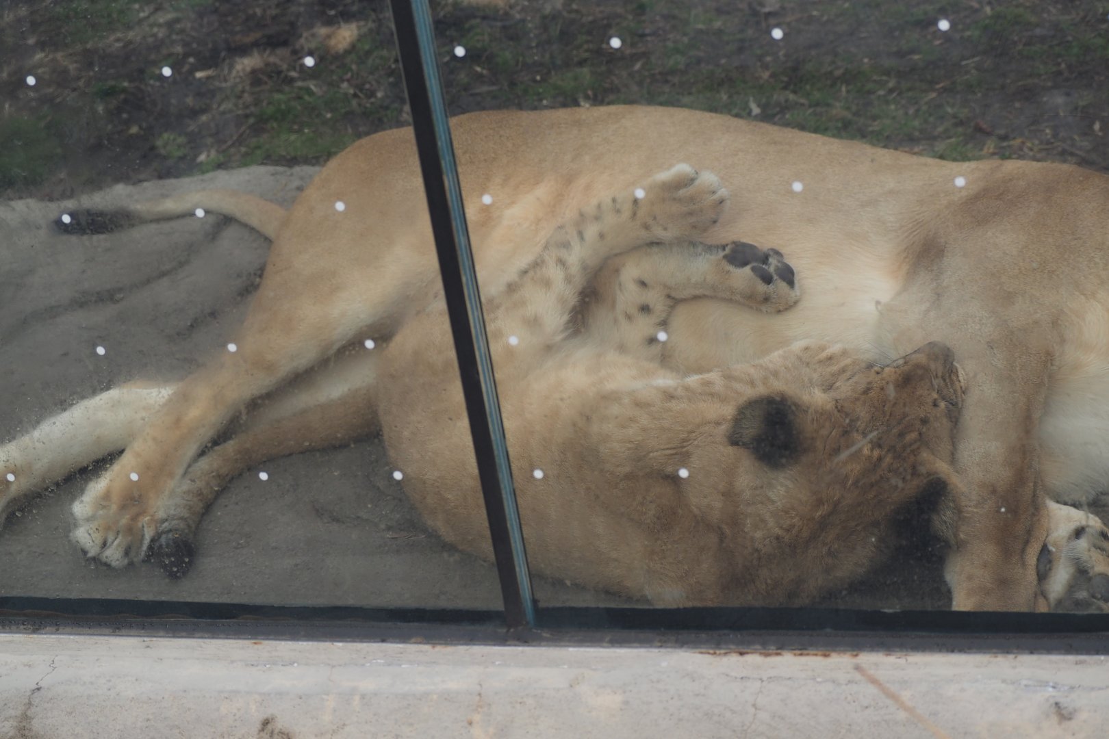 African Lion and Cub