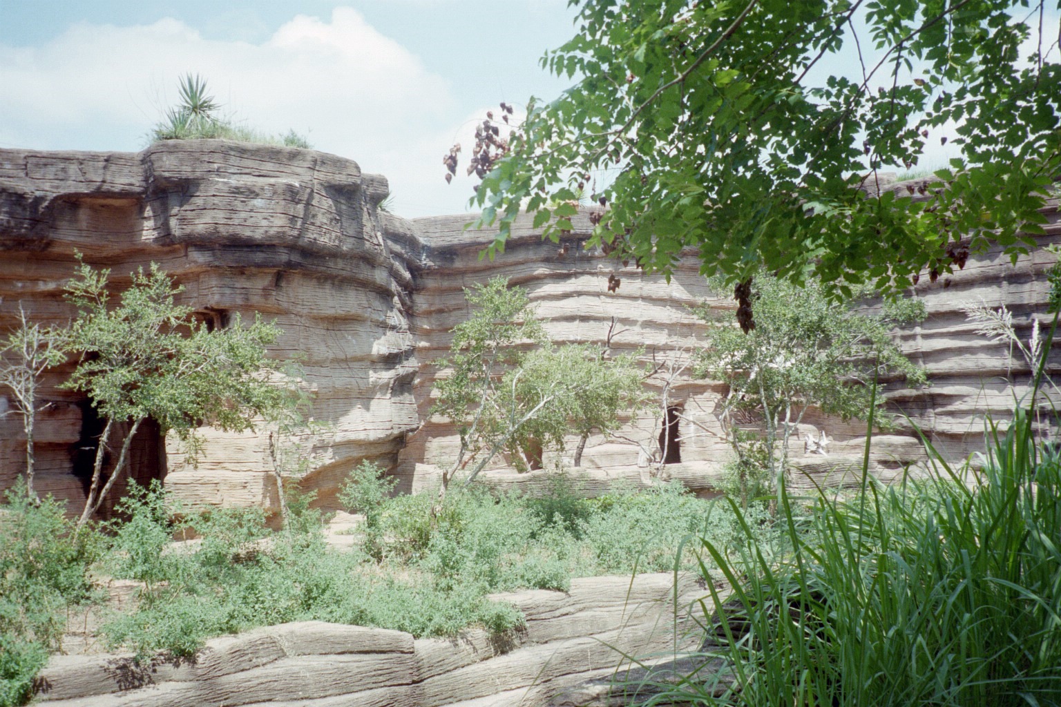 African Lion and Patas Monkey Exhibit