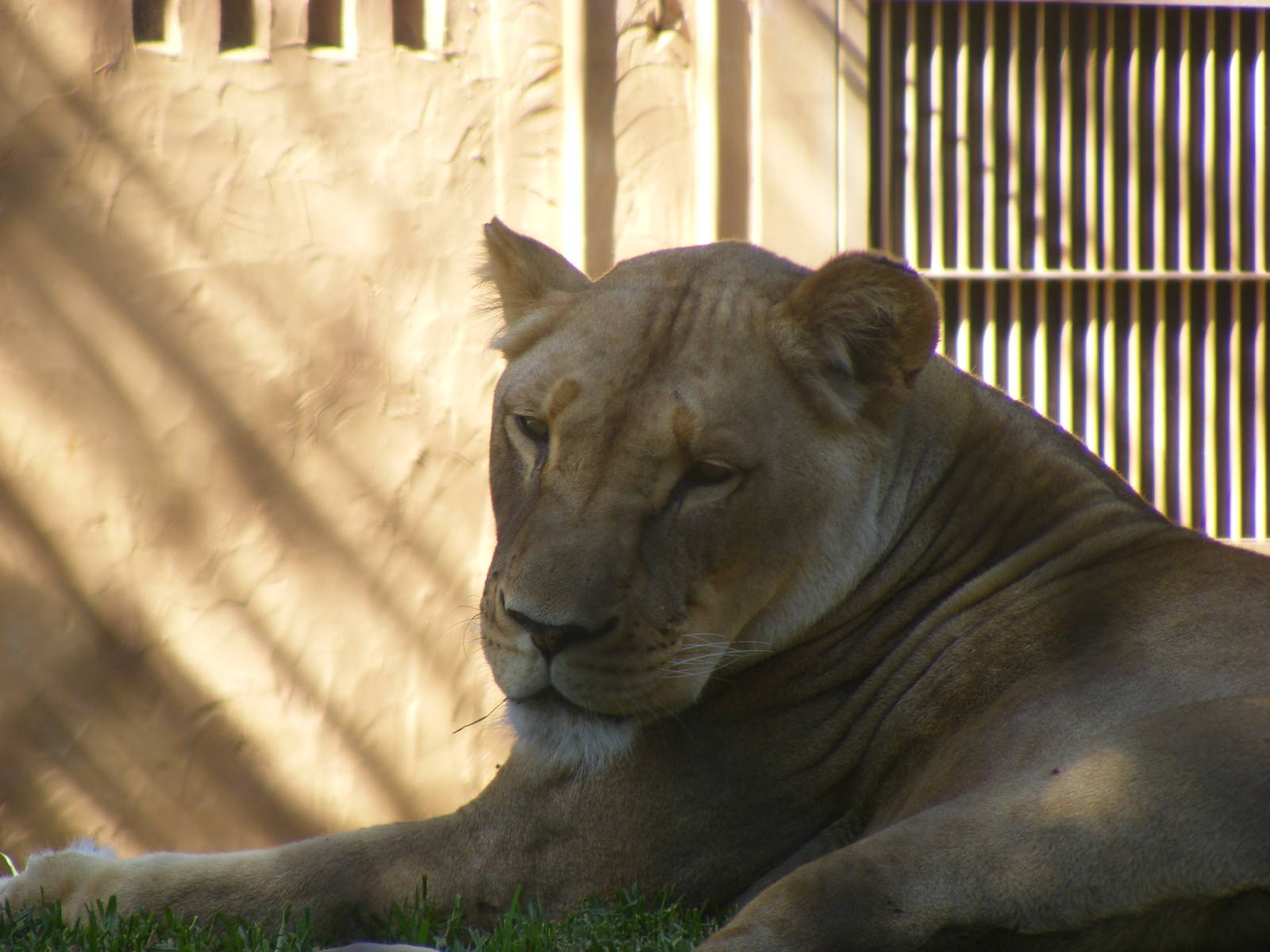 African Lion - April, 2010