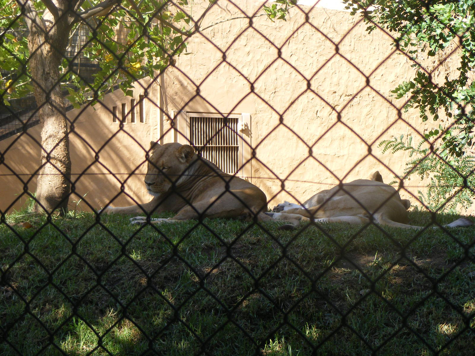 African Lion - April, 2010