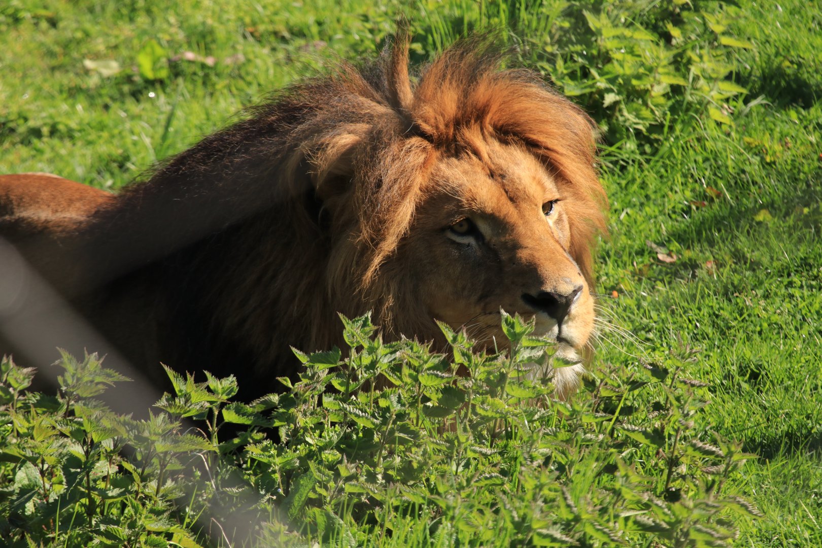 African Lion (April 2019)