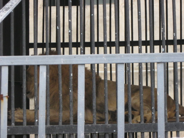african lion( Armenia ) Yerevan zoo